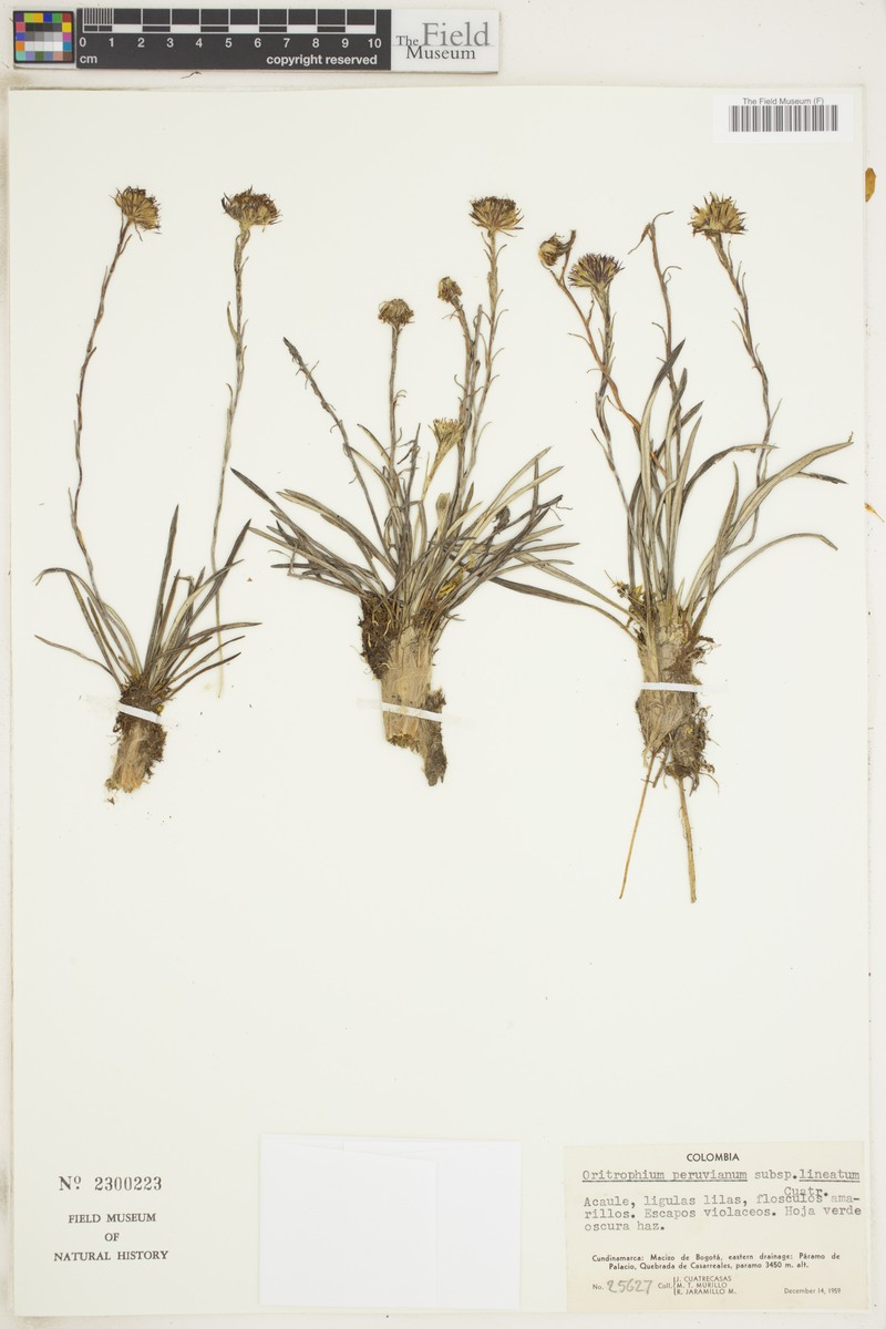Oritrophium peruvianum subsp. lineatum photo 3