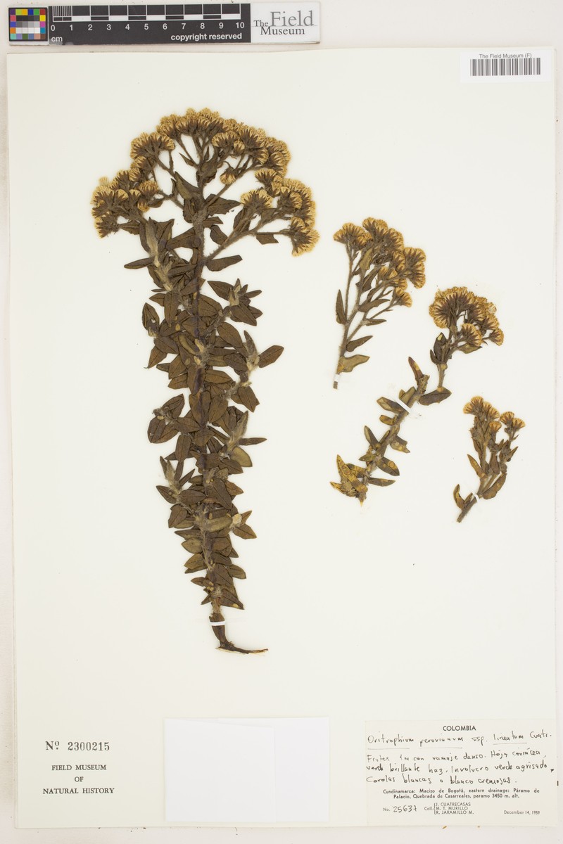 Oritrophium peruvianum subsp. lineatum photo 4