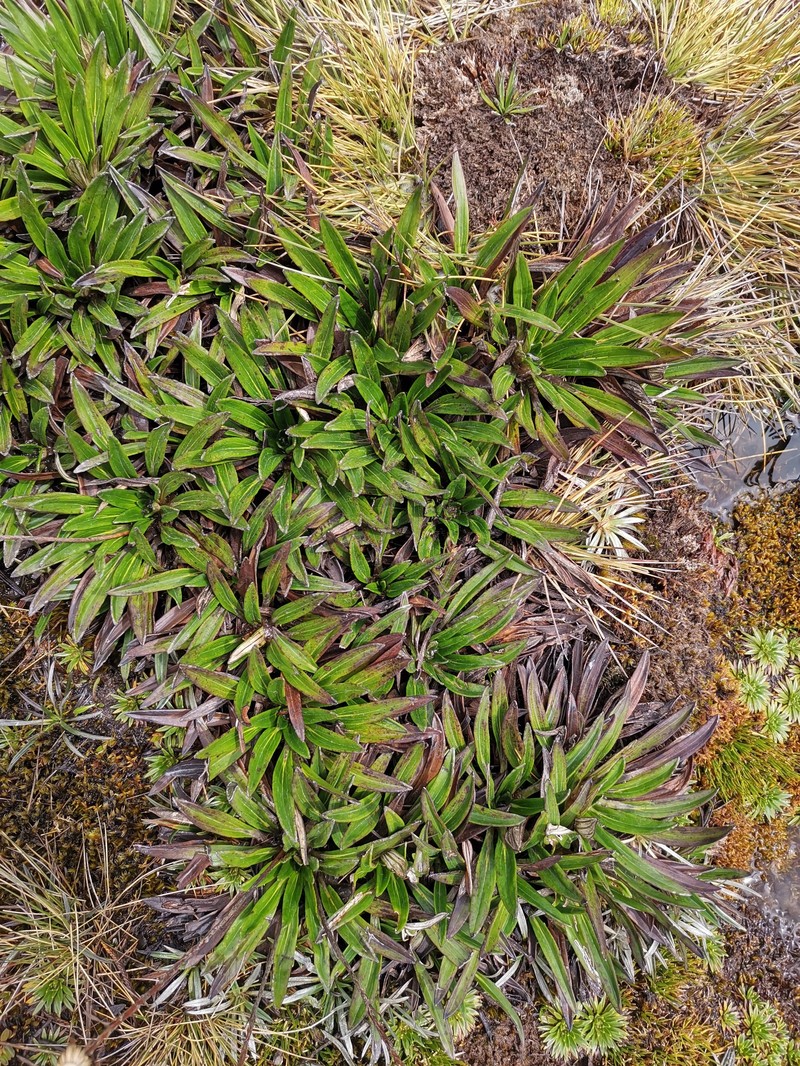 Oritrophium peruvianum subsp. peruvianum