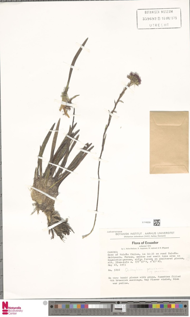 Oritrophium peruvianum subsp. peruvianum photo 2