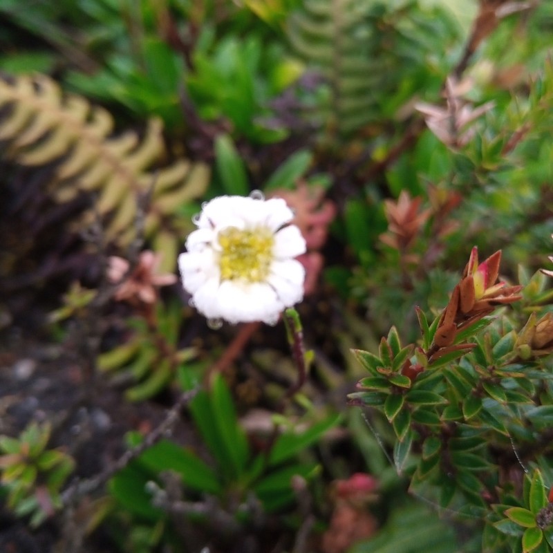 Oritrophium repens
