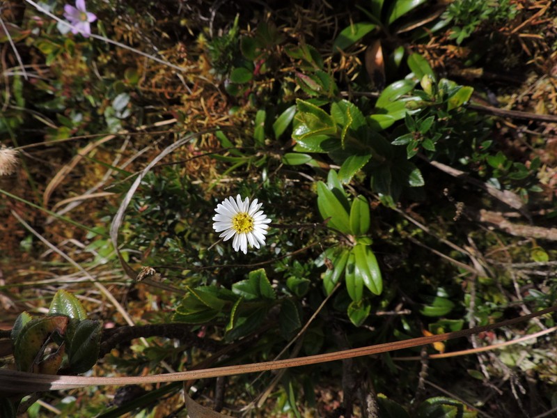 Oritrophium repens photo 2