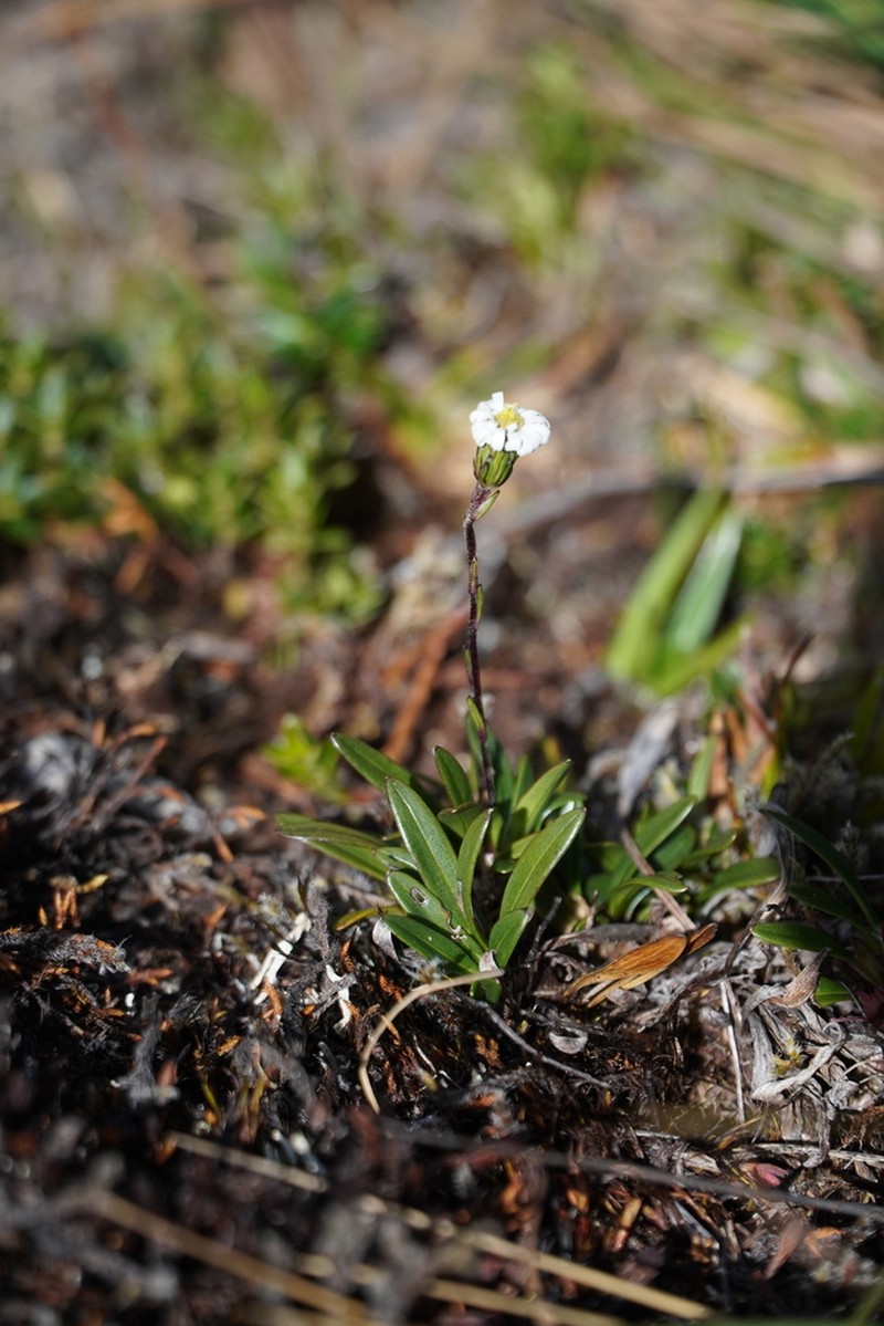 Oritrophium repens photo 3
