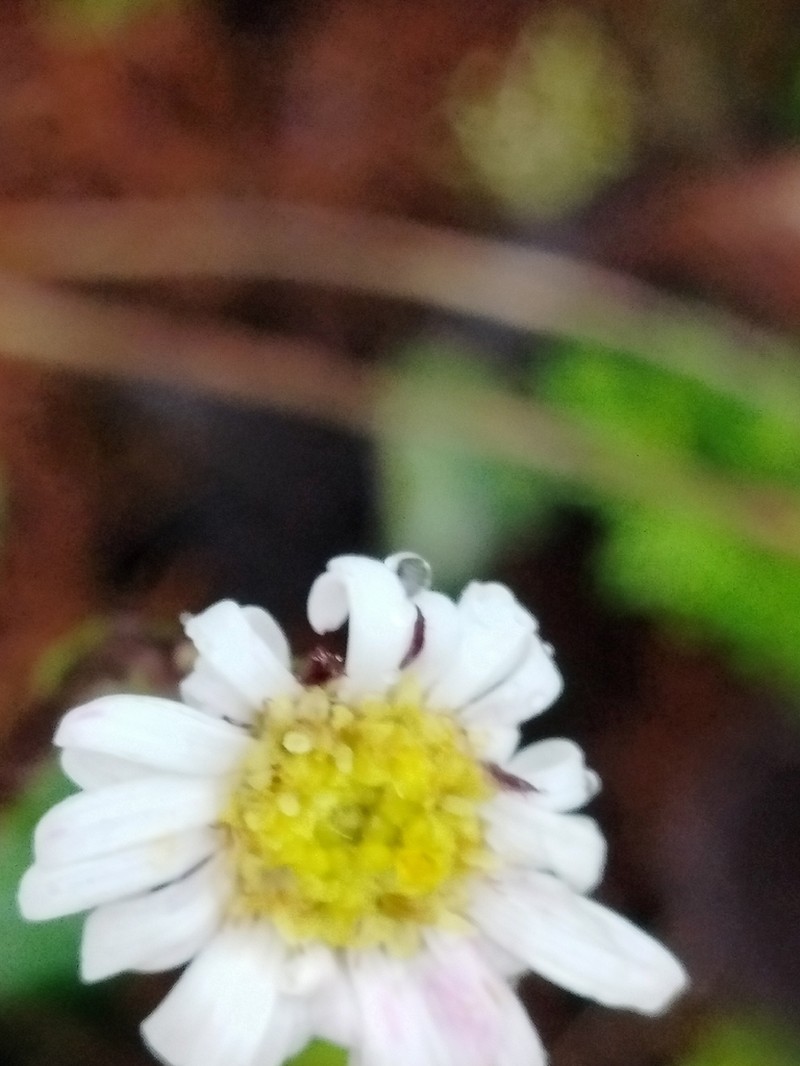 Oritrophium repens photo 4