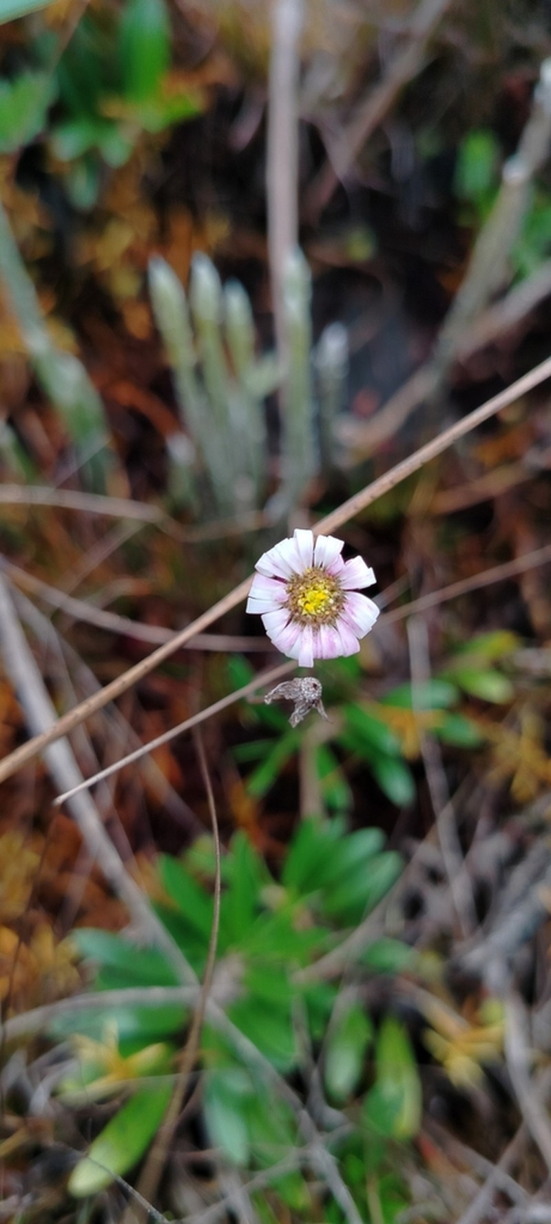 Oritrophium repens photo 5
