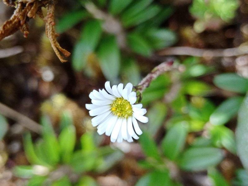 Oritrophium repens photo 6