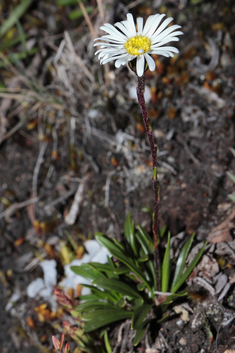 Oritrophium repens photo 7