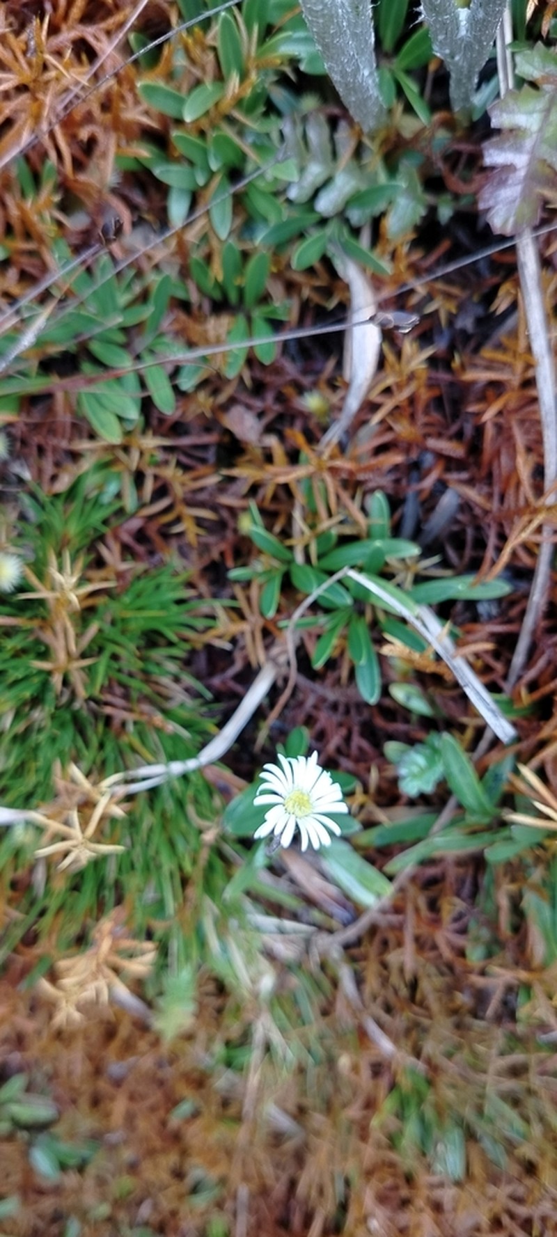 Oritrophium repens photo 8