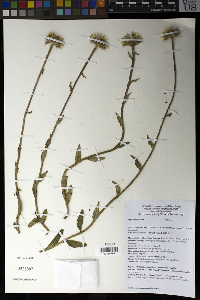 Oritrophium venezuelense