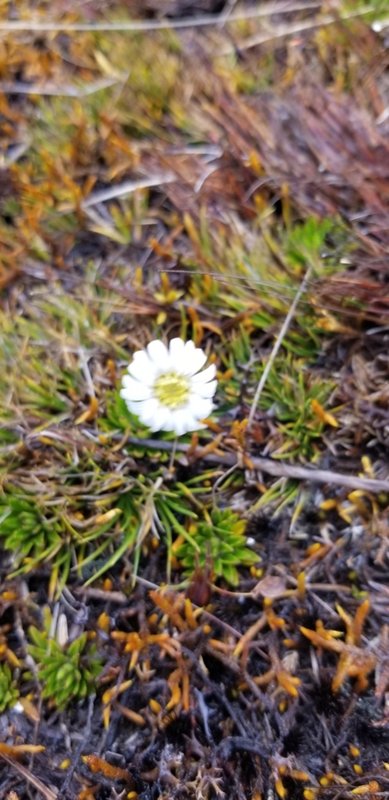 Oritrophium yacuriense