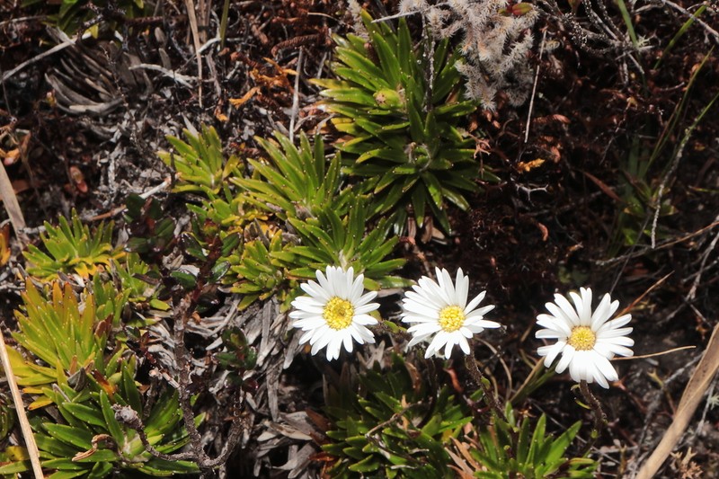 Oritrophium yacuriense photo 3