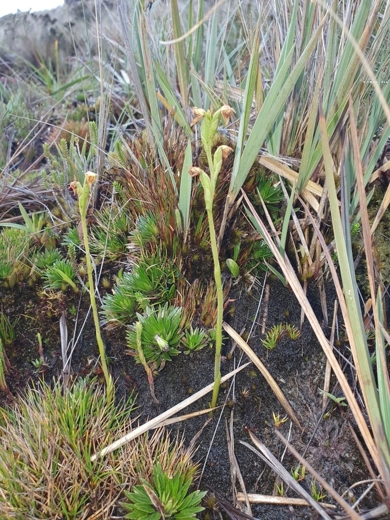 Oritrophium yacuriense photo 4