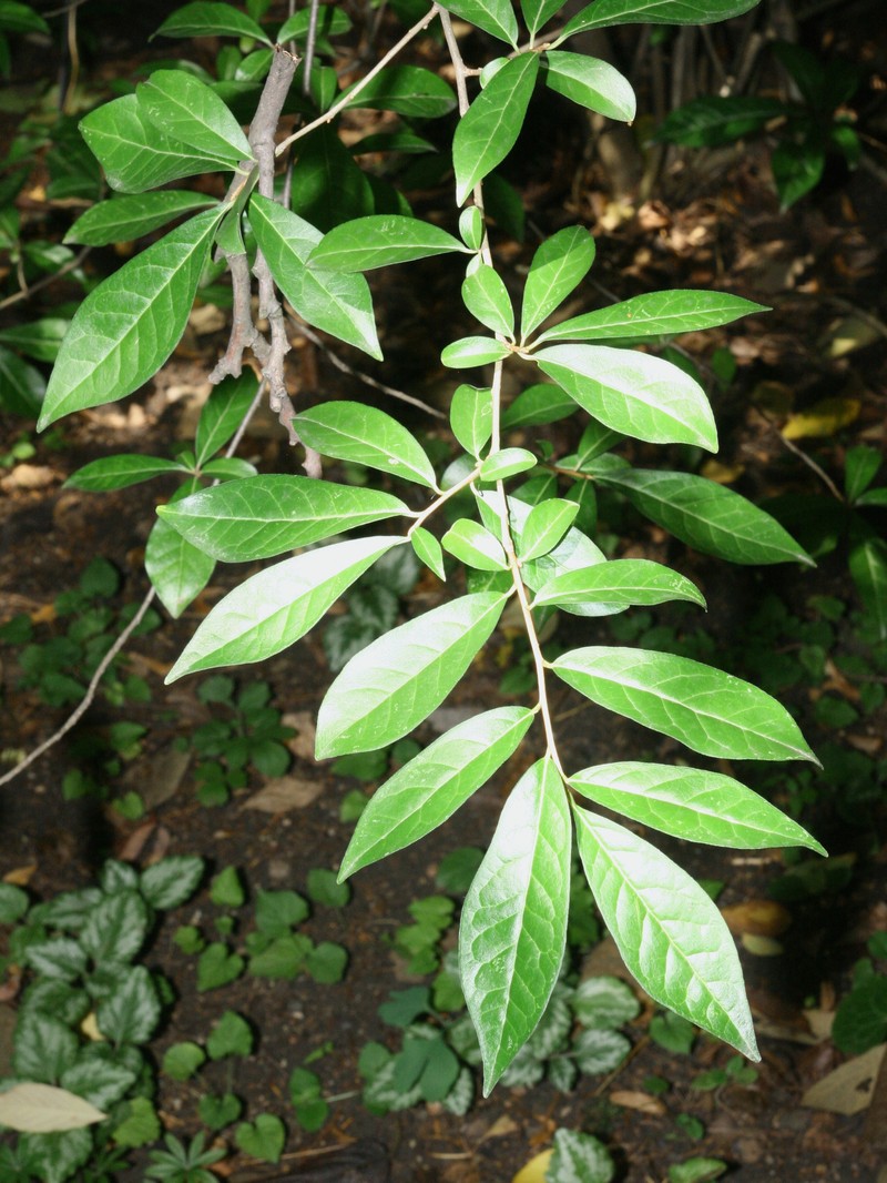 Orixa japonica