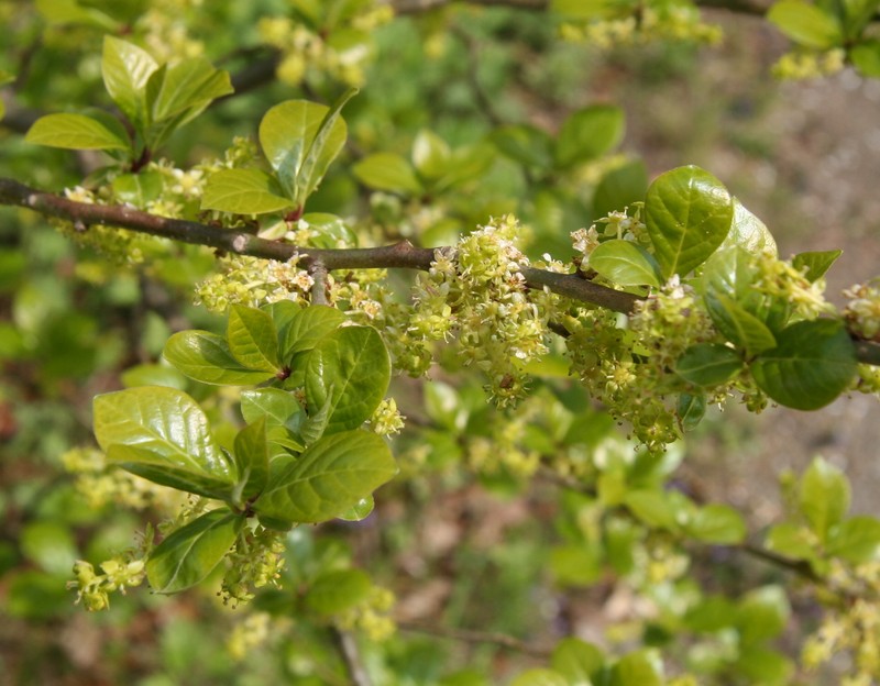 Orixa japonica photo 2