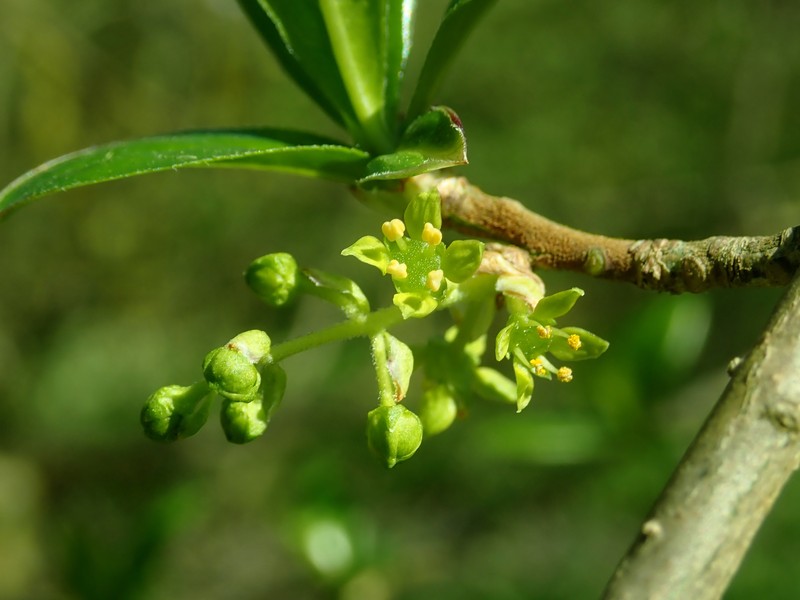 Orixa japonica photo 3