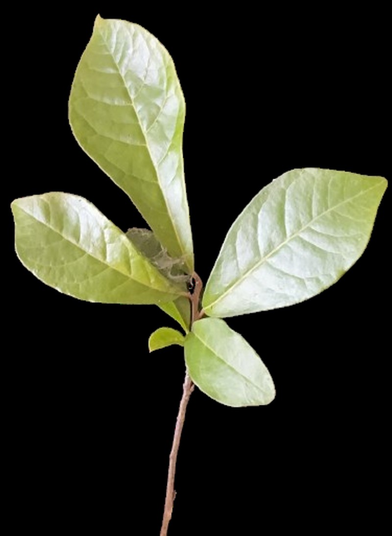 Orixa japonica photo 4