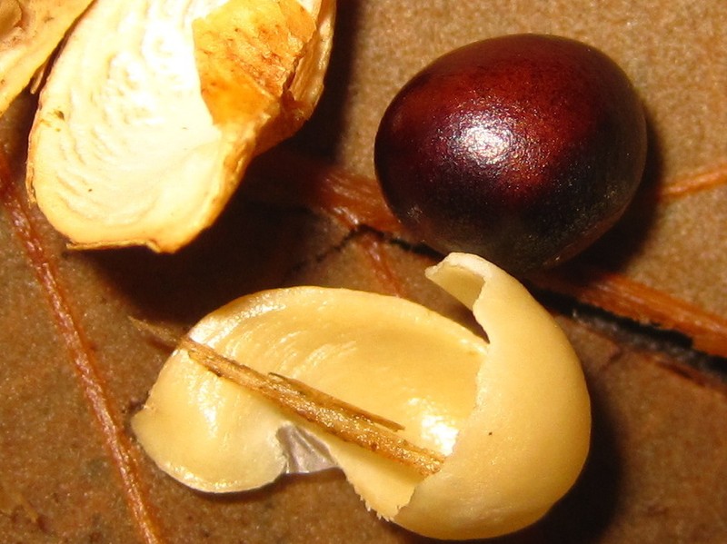 Orixa japonica photo 5