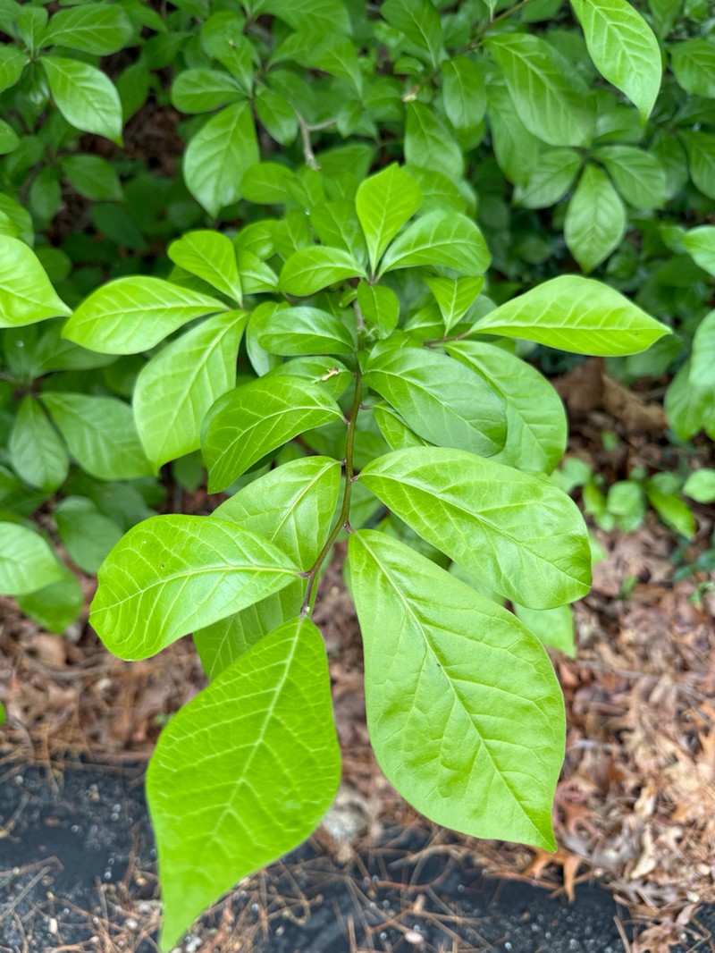 Orixa japonica photo 6