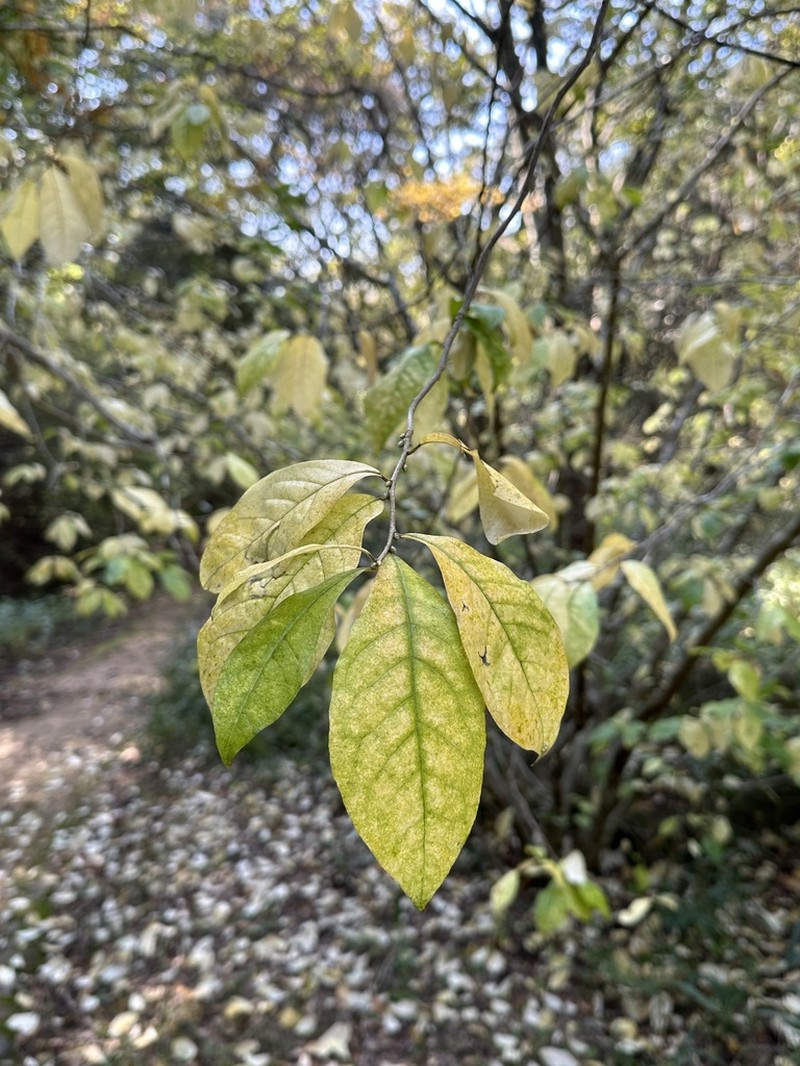 Orixa japonica photo 7