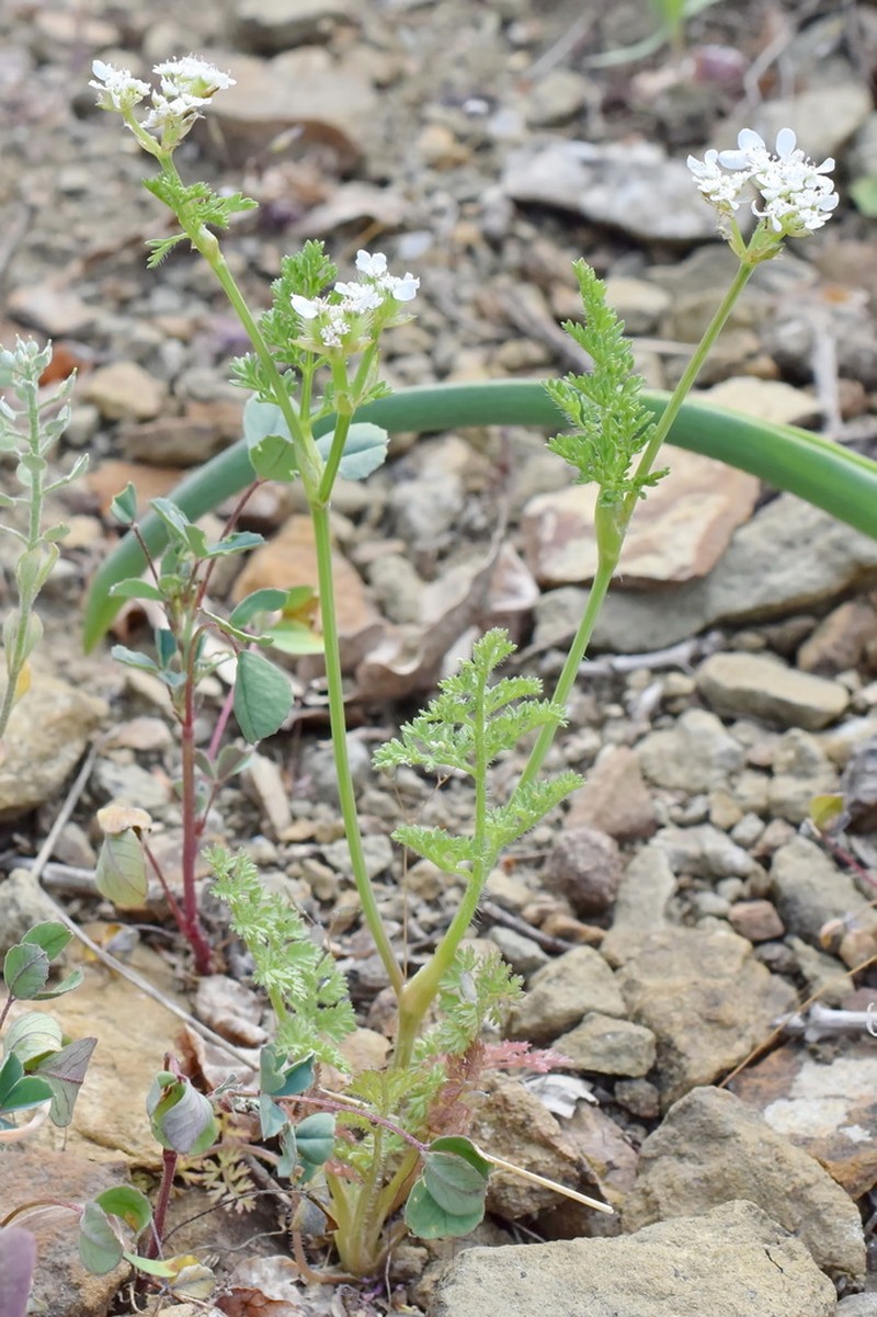 Orlaya daucoides