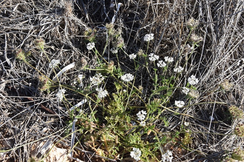 Orlaya daucoides photo 2