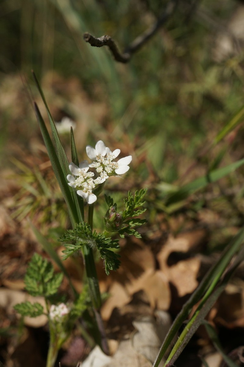 Orlaya daucoides photo 3