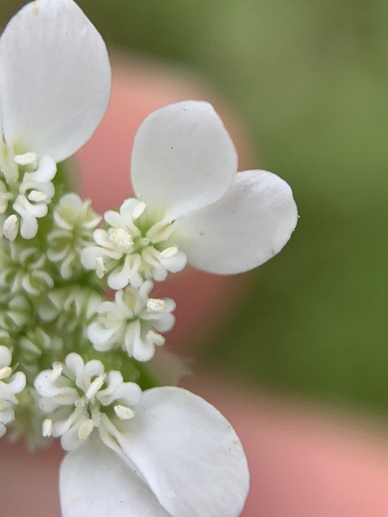Orlaya daucoides photo 4