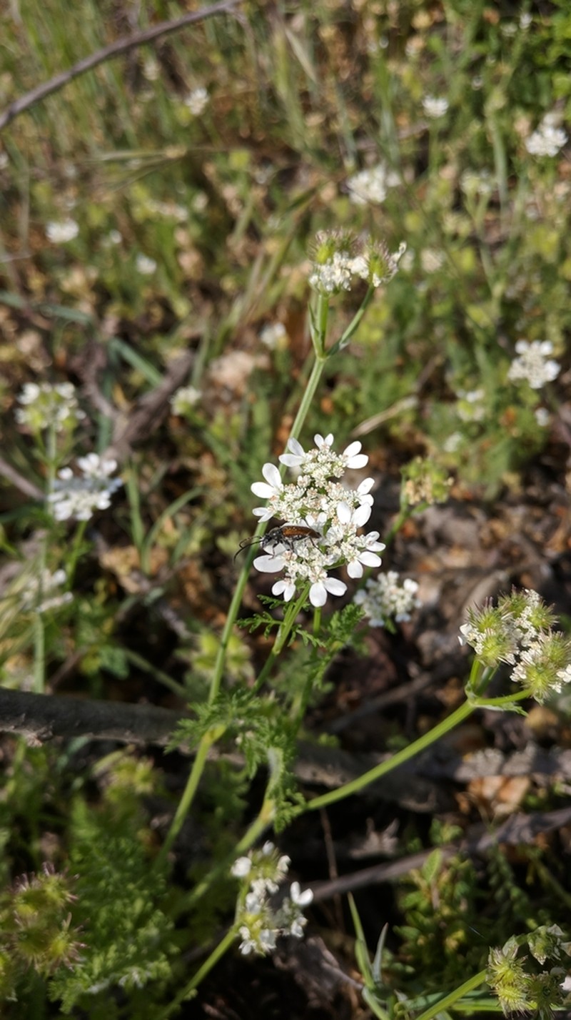 Orlaya daucoides photo 5