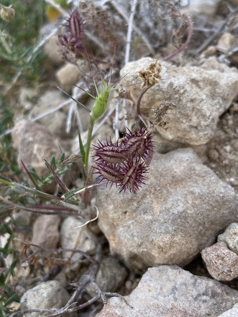 Orlaya daucoides photo 6