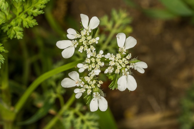 Orlaya daucoides photo 7