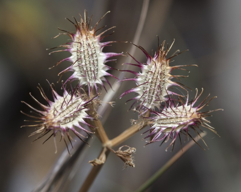 Orlaya daucoides photo 8