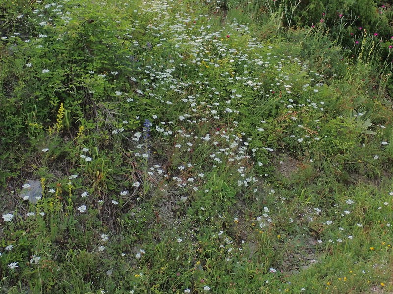 Orlaya grandiflora photo 2