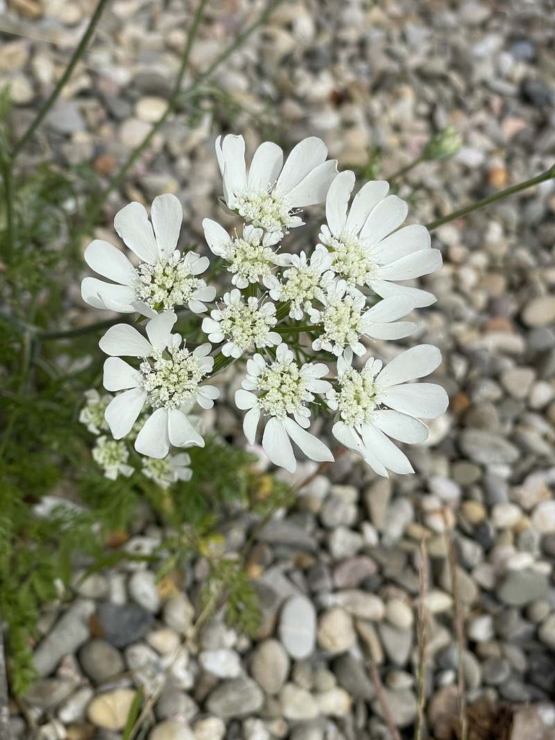 Orlaya grandiflora photo 3