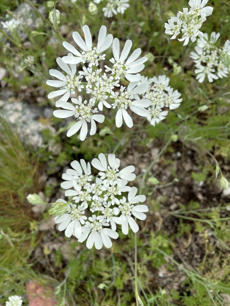 Orlaya grandiflora photo 4