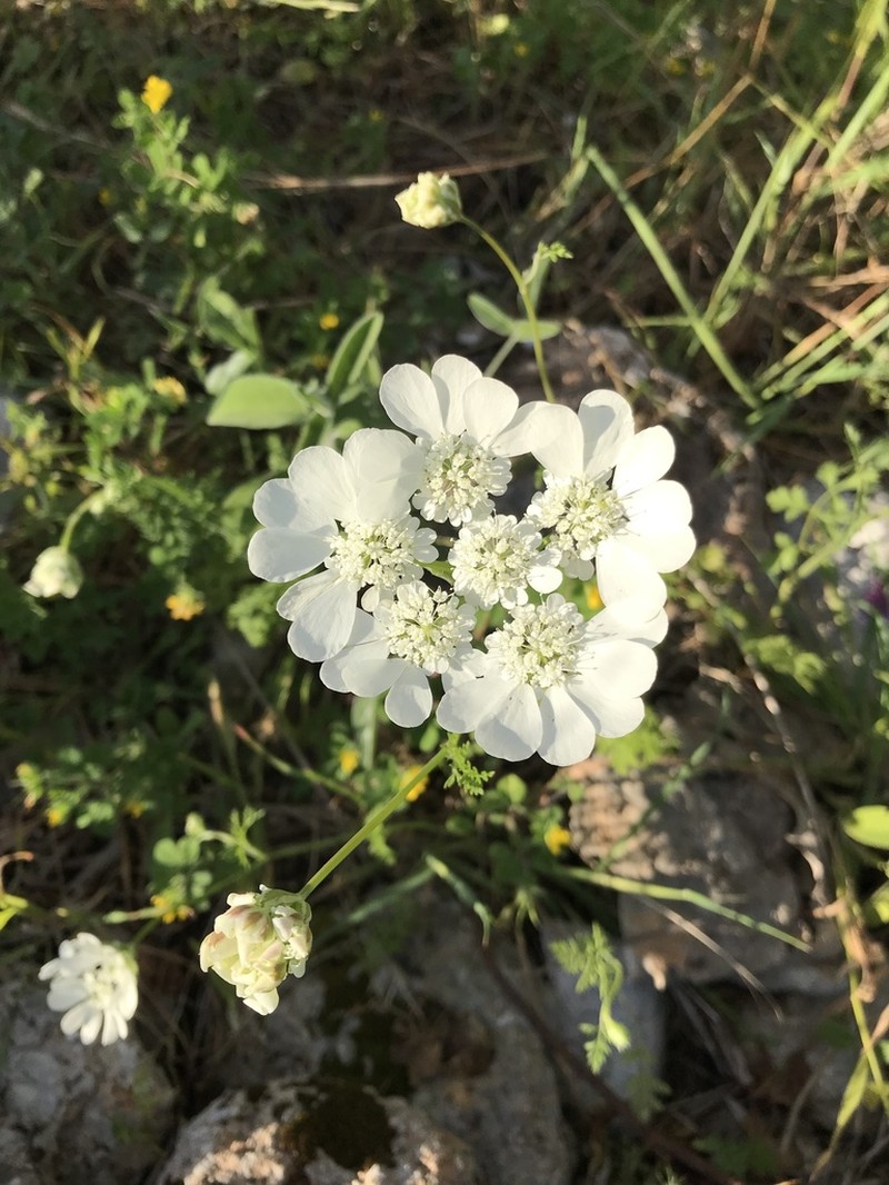 Orlaya grandiflora photo 6