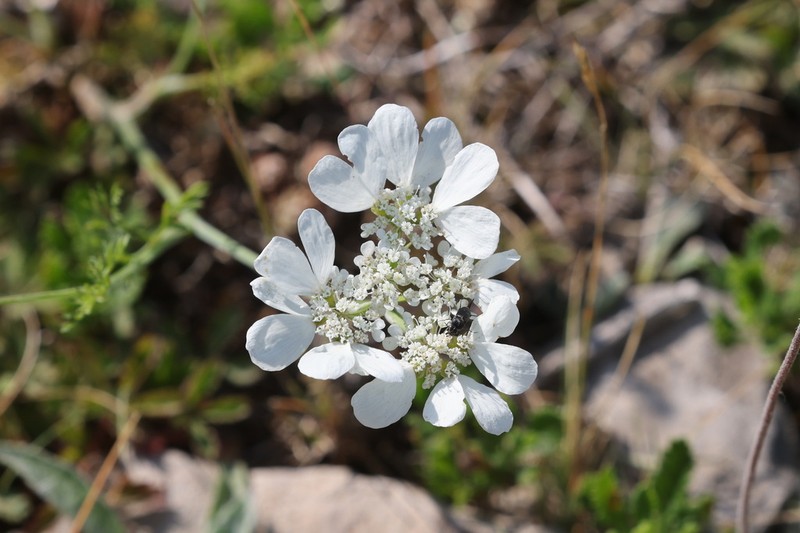 Orlaya grandiflora photo 7