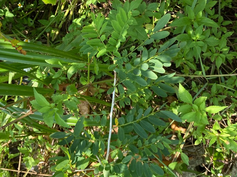 Indochina Ormocarpum photo 4