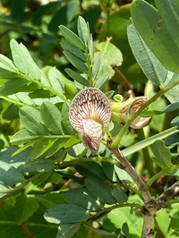 Indochina Ormocarpum