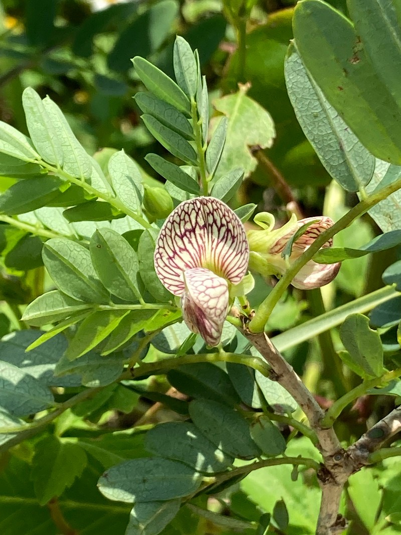 Indochina Ormocarpum