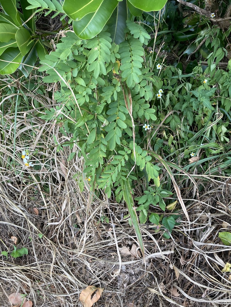 Indochina Ormocarpum photo 3