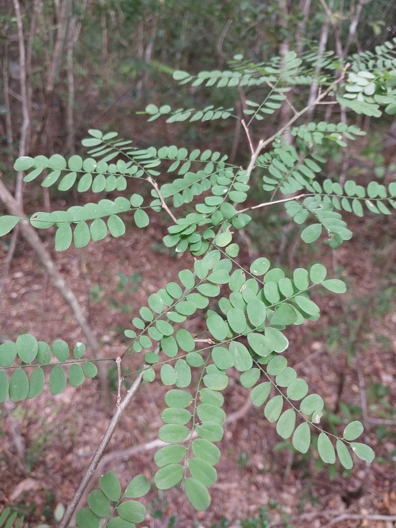 Ormocarpum drakei
