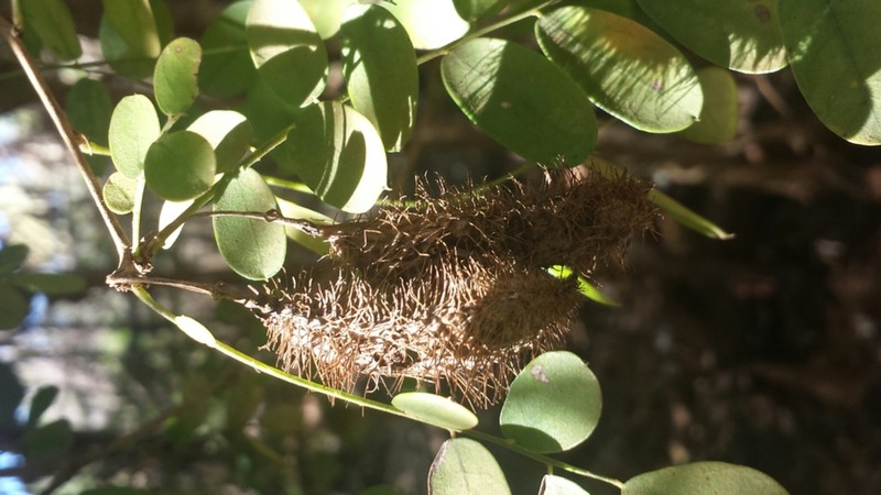 Ormocarpum drakei photo 2