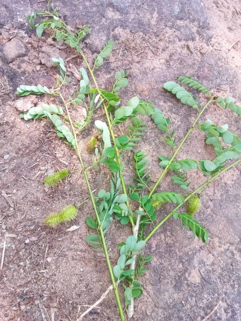 Ormocarpum drakei photo 3
