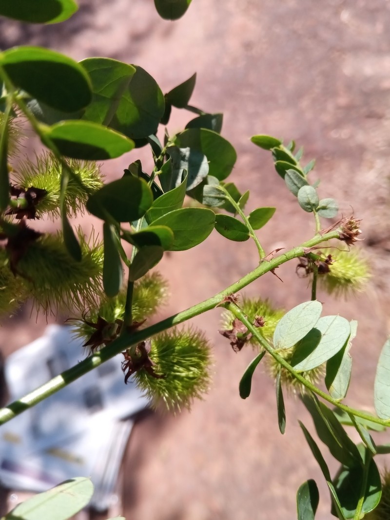 Ormocarpum drakei photo 4