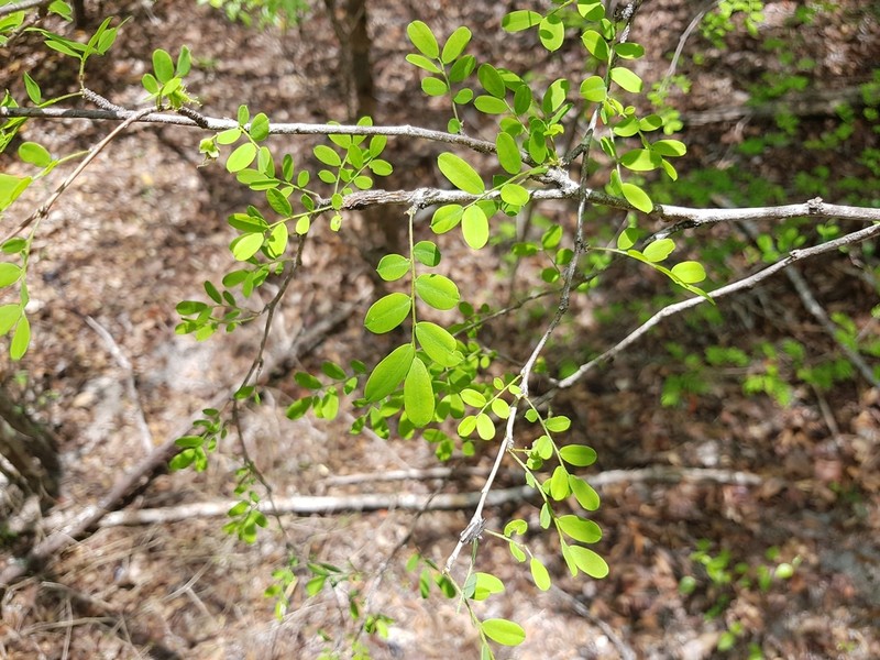 Ormocarpum drakei photo 5