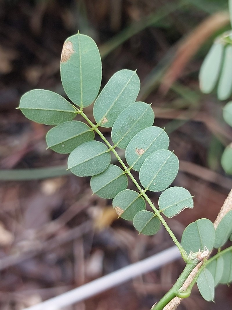Ormocarpum drakei photo 6