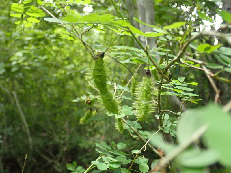 Ormocarpum drakei photo 7