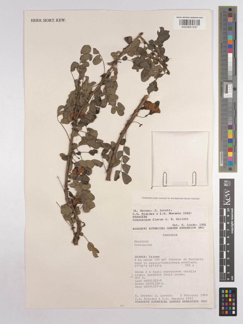 Ormocarpum flavum photo 2