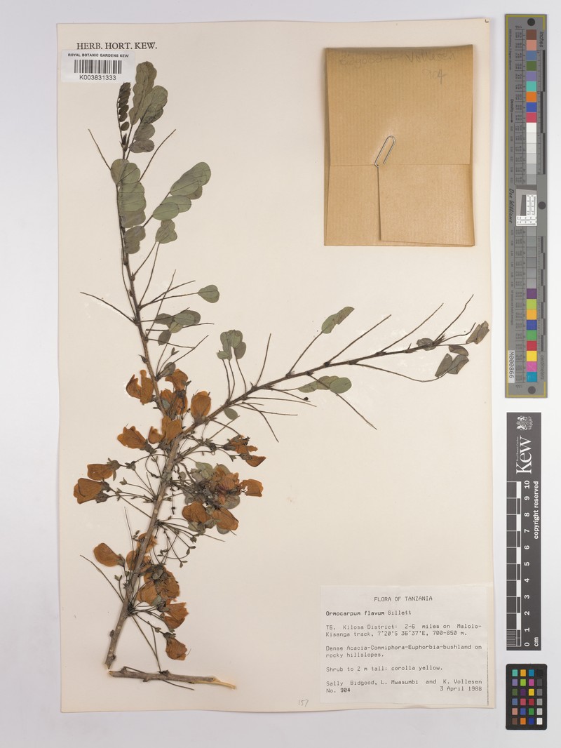 Ormocarpum flavum photo 3