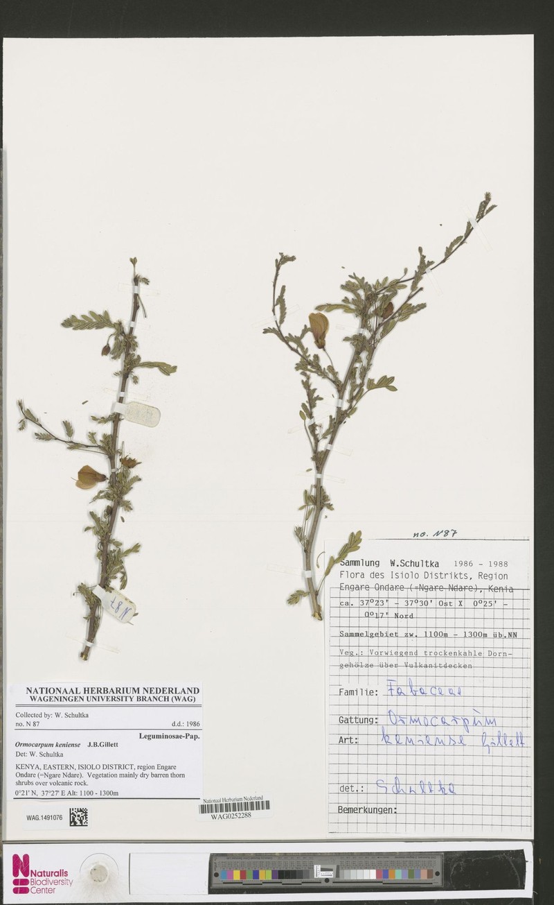 Ormocarpum keniense